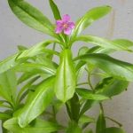 Ginseng Jawa (Talinum triangulare)