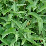 Kangkung (Ipomoea aquatica)