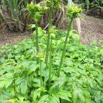 Taka / Bhengkek (Tacca leontopetaloides)