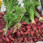 Bawang Sebrang ( Eleutherine bulbosa )