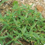 Rumput Mutiara (Oldenlandia corymbosa)