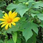 Kipahit (Tithonia diversifolia)