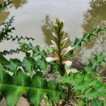 Daruju (Acanthus ilicifolius)