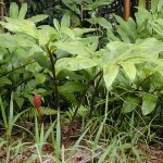 Lempuyang Wangi / Puyang (Zingiber aromaticum)