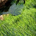 Spirulina (Arthrospira platensis, Arthrospira maxima)