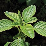 Bayam Duri (Amaranthus spinosus)