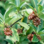 Bunga Lawang (Illicium verum)