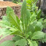 Daun dewa (Gynura divaricata)