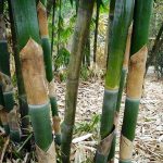 Bambu Apus (Gigantochloa apus)