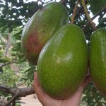 Alpukat (Laurus persea)