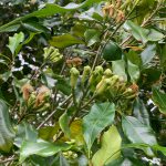 Cengkeh ( Syzygium aromaticum )