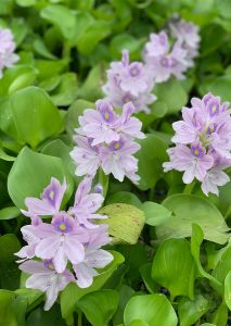Eceng gondok (Echhornia cassipes)