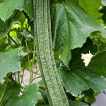 Gambas (Luffa acutangula)