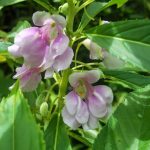 Pacar air  (Impatiens balsamina L)