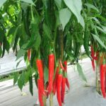 Cabai Merah (capsicum anuum)
