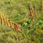 Orok orok (Crotalaria pallida, Crotalaria juncea)
