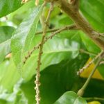 Sanrego / Pamaitan (Lunasia amara)