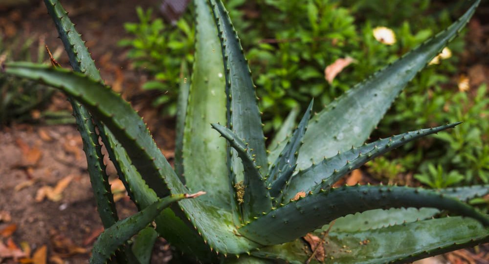 Manfaat tanaman lidah buaya untuk kesehatan