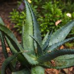 Manfaat tanaman lidah buaya untuk kesehatan