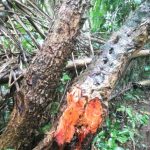 Secang (Caesalpinia sappan, Biancaea sappan)