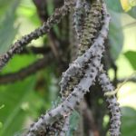 Brotowali (Tinospora cordifolia)