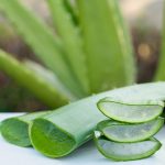 Lidah Buaya (Aloe Vera)