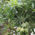 Mangga (Mangifera indica)