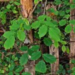 Angsana (Pterocarpus indicus Willd)