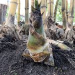 Pring Kuning / Bambu Ampel Kuning (Bambusa vulgaris var. striata)