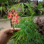 Jarak Tintir / Daun Yodium (Jatropha multifida L)