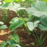 Talas (Colocasia esculenta L)