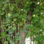 Waru (Hibiscus tiliaceus L.)