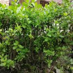 Beluntas (Pluchea indica)