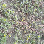 Krokot (Portulaca oleracea L.)