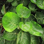 Mangkoan (Polyscias scutellaria)