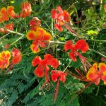 Kembang Merak (Caesalpinia pulcherrima)