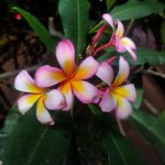 Kamboja (Semboja (Plumeria sp.)