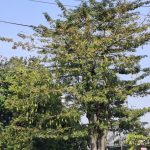 Kapuk Randu (Ceiba petandra L.)