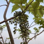 Ki Jaran (Lannea coromandelica Merr.)