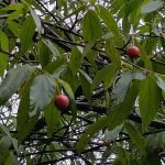 Talok / Kersen (Muntingia calabura L.)