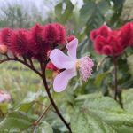 Kesumba (Bixa orellana L.)