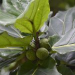 Ketapang Biola (Ficus lyrata)