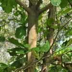 Ketapang (Terminalia catappa)