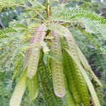 Lamtoro / Mlanding (Leucaena leucocephala)