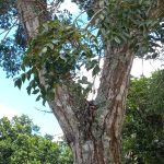 Mahoni (Swietenia mahagoni)