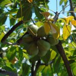 Kepuh (Sterculia foetida L.)