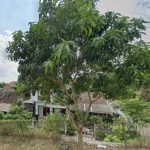 Mangga Apel (Mangifera indica)