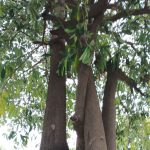 Pule (Alstonia scholaris)