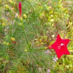 Sangga Langit / Rincik Bumi (Ipomoea quamoclit L.)