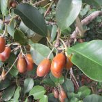 Sawo Kecik (Manilkara kauki)